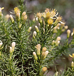 Photo from the S.F.B. Morse Botanical Reserve © Dean W. Taylor. 